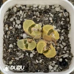 Conophytum 1453.11 Sakura 4 Head Clustering