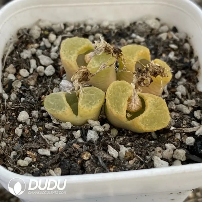 Conophytum 1453.11 Sakura 4 Head Clustering - Image 2