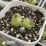 1798 Conophytum Ophthalmophyllum friedrichiae Double head - Image 2