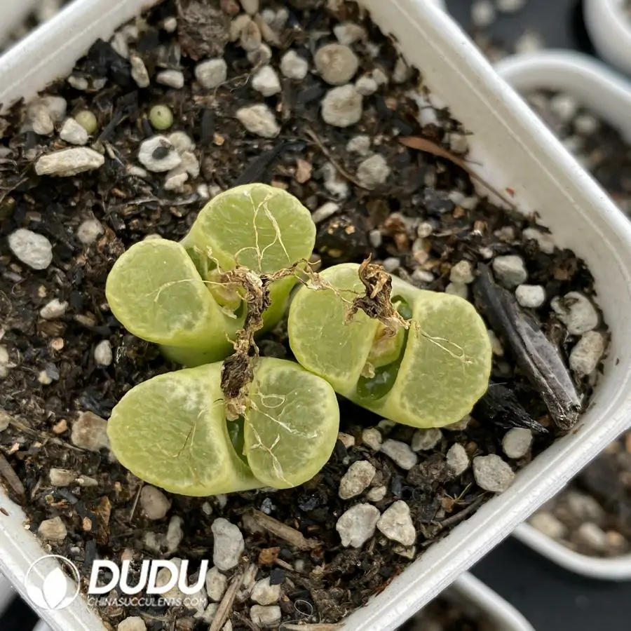 1742175551-e201.webp 1798 Conophytum Ophthalmophyllum friedrichiae 3 head Clustering - Image 1