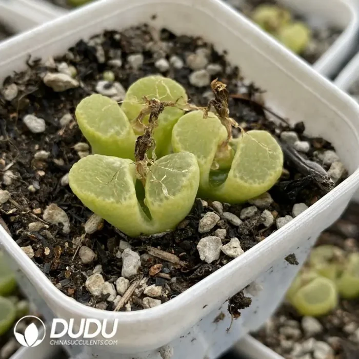 1798 Conophytum Ophthalmophyllum friedrichiae 3 head Clustering - Image 2