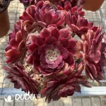 Aeonium Fireworks Clustering