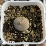 Conophytum Cream Mouth