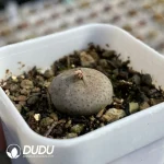 Conophytum Cream Mouth - Image 2