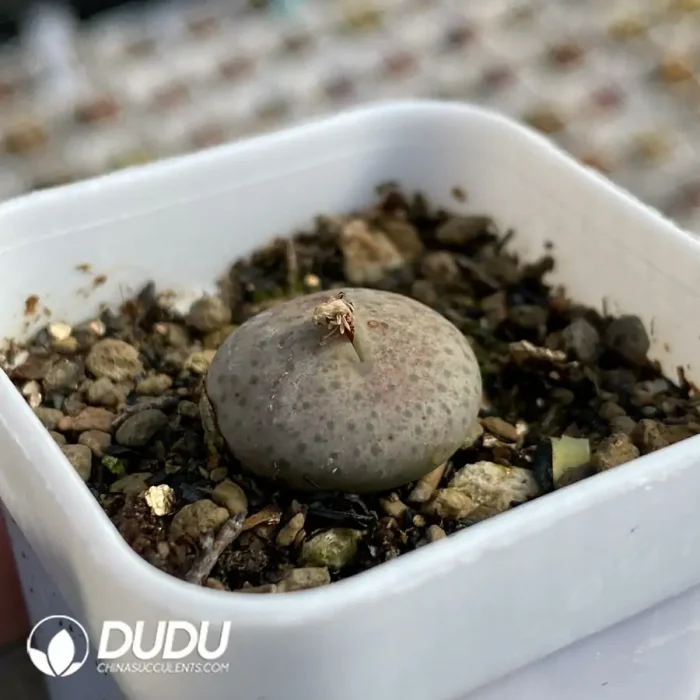 Conophytum Cream Mouth - Image 2