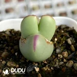 Conophytum bilobum Neroli