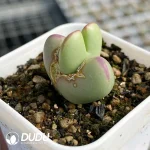 Conophytum bilobum Neroli - Image 2