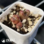 Conophytum Little Fly Clustering