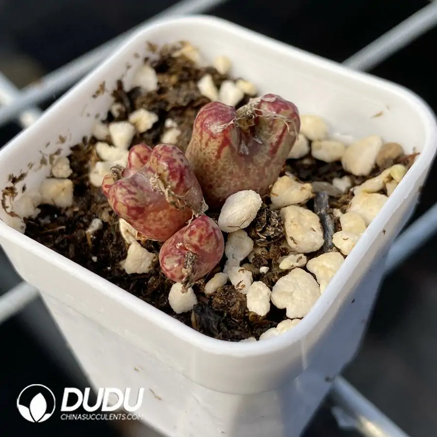 1742175588-e201.webp Conophytum Little Fly Clustering - Image 1