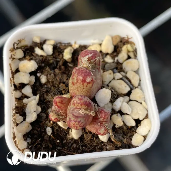 Conophytum Little Fly Clustering - Image 2