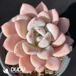 Echeveria Star Snow Pointed leaves