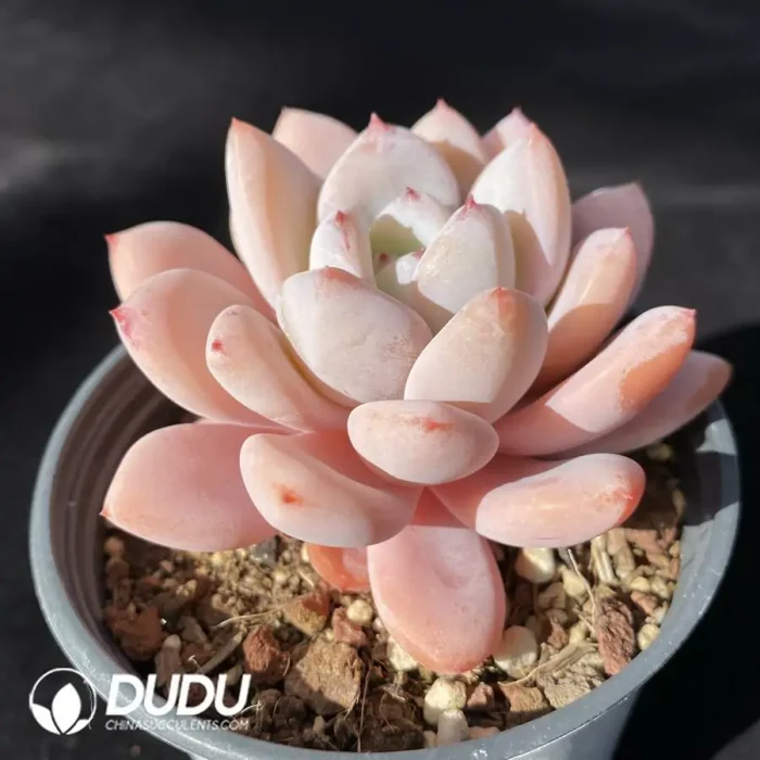 Echeveria Star Snow Pointed leaves - Image 2