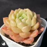 Echeveria Peace Bird - Image 2