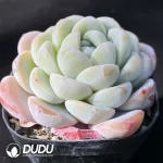 Echeveria Cold Pond Fragrance - Image 2