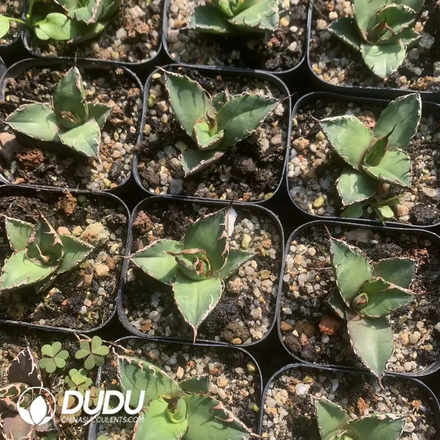 1742365818-e201.webp Agave Caesar Terminal Bud - Image 1