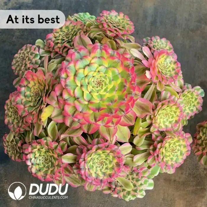 Aeonium czar Seedling - Image 2