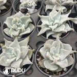 Echeveria Queen's Crown