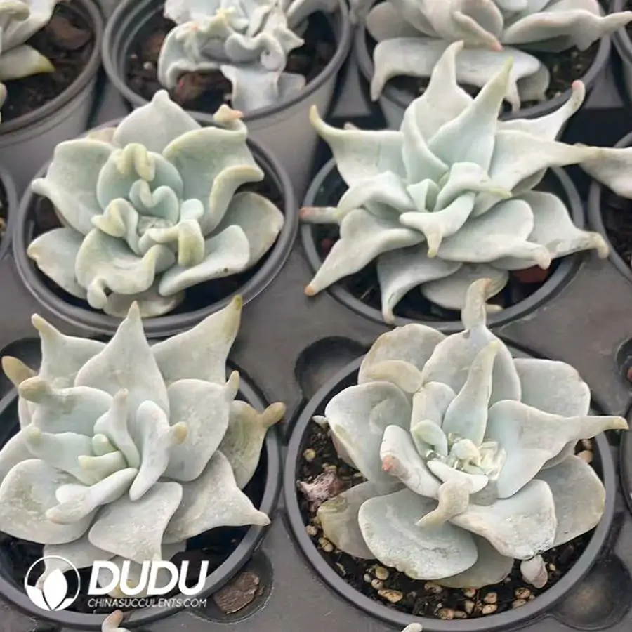 1742529666-e201.webp Echeveria Queen's Crown - Image 1