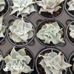 Echeveria Queen's Crown - Image 2