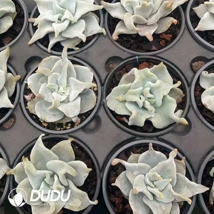 Echeveria Queen's Crown - Image 2