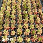 128Pcs/Tray Sedum rainbow jade variegated Seedlings