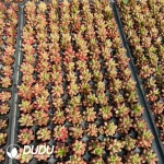 128Pcs/Tray Sedum rainbow jade variegated Seedlings - Image 2