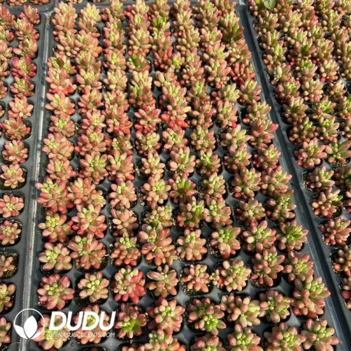 128Pcs/Tray Sedum rainbow jade variegated Seedlings - Image 2