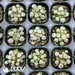 128Pcs/Tray Fenestraria aurantiaca N. E. Br.Seedlings