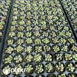 128Pcs/Tray Fenestraria aurantiaca N. E. Br.Seedlings - Image 2