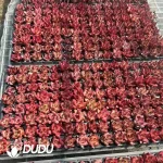 128Pcs/Tray Echeveria Roca Seedlings - Image 2
