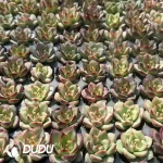 128Pcs/Tray Echeveria Little Red Heart Seedlings