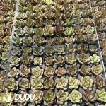 128Pcs/Tray Echeveria Little Red Heart Seedlings - Image 2
