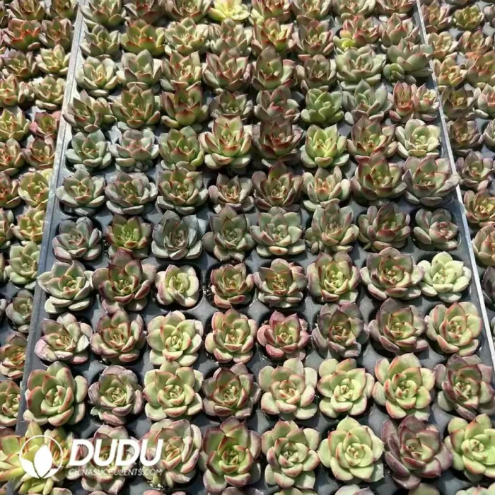 128Pcs/Tray Echeveria Little Red Heart Seedlings - Image 2