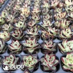128Pcs/Tray Echeveria Ebony Seedlings