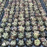 128Pcs/Tray Echeveria Ebony Seedlings - Image 2