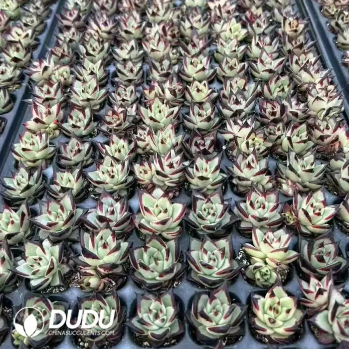128Pcs/Tray Echeveria Ebony Seedlings - Image 2