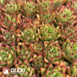 72Pcs/Tray Echeveria Lipstick Seedlings