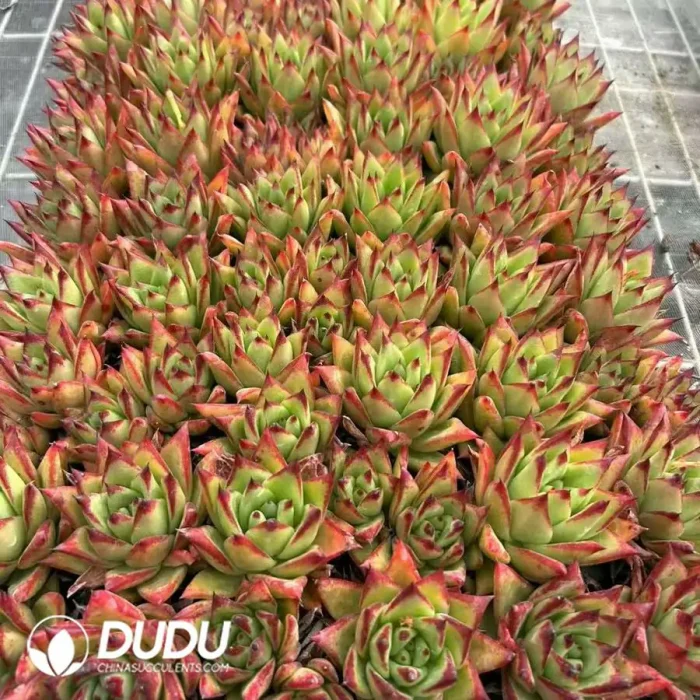 72Pcs/Tray Echeveria Lipstick Seedlings - Image 2