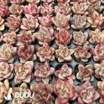 128Pcs/Tray Echeveria Blood Luo Seedlings - Image 2