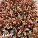 105Pcs/Tray Peperomia japonica Peppergrass Seedlings