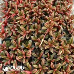 105Pcs/Tray Peperomia japonica Peppergrass Seedlings - Image 2