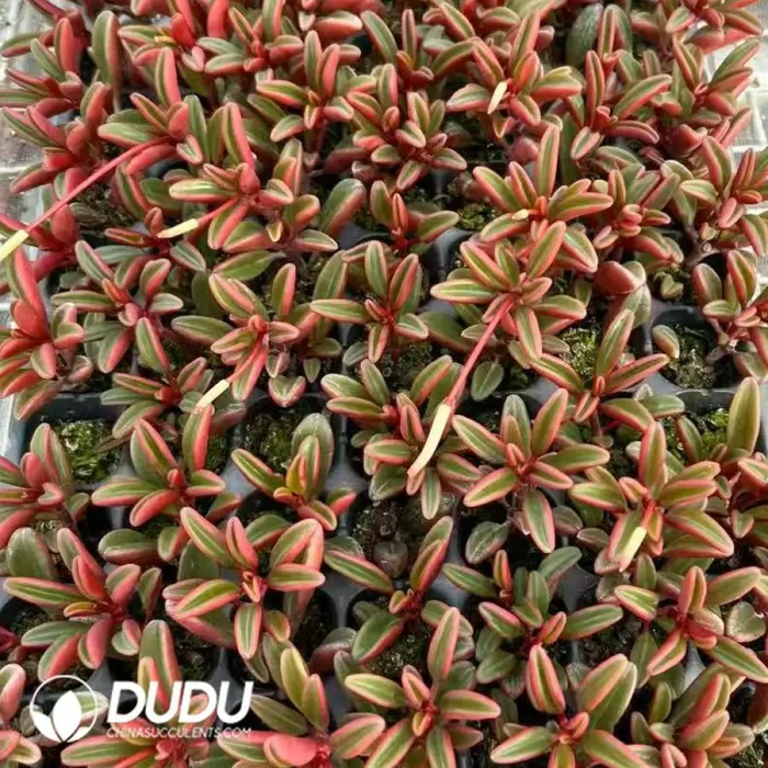 105Pcs/Tray Peperomia japonica Peppergrass Seedlings - Image 2