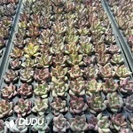 128Pcs/Tray Echeveria Beauty Seedlings - Image 2
