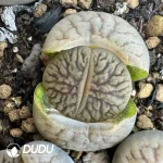 Lithops Dark River