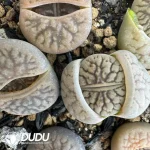Lithops Dark River - Image 2