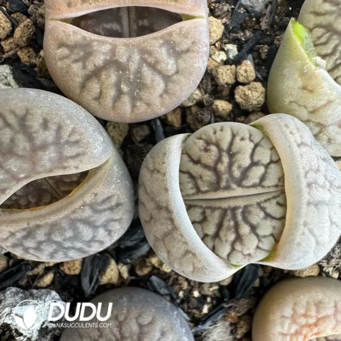 Lithops Dark River - Image 2