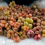 Conophytum Color Medal Double Head