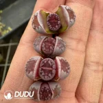 Lithops Purple Hot Lips