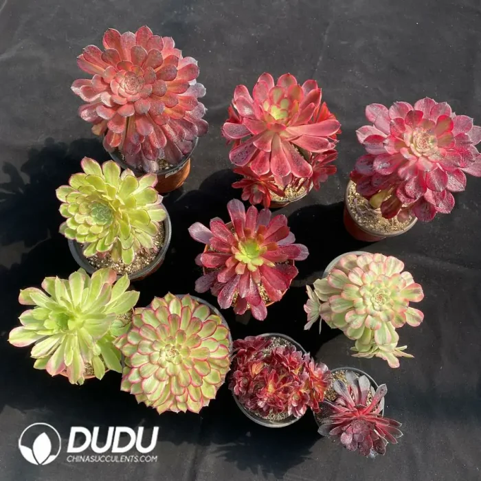 Aeonium Radom Collection 10pcs - Image 2