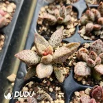 Adromischus Ice Crystal Snake Skin - Image 2